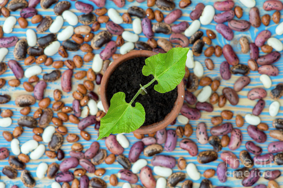 Runner bean plant sprouting first leaves in a pot with seeds sha Photograph by Tim Gainey