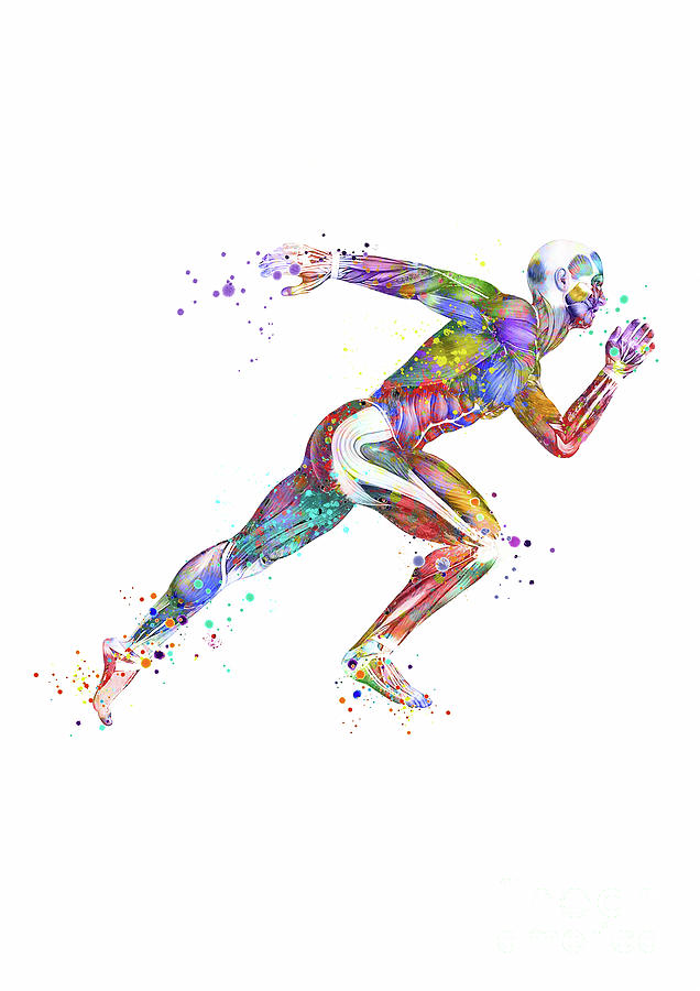 Runner Muscles Colorful Sprinter Watercolor Digital Art by White Lotus