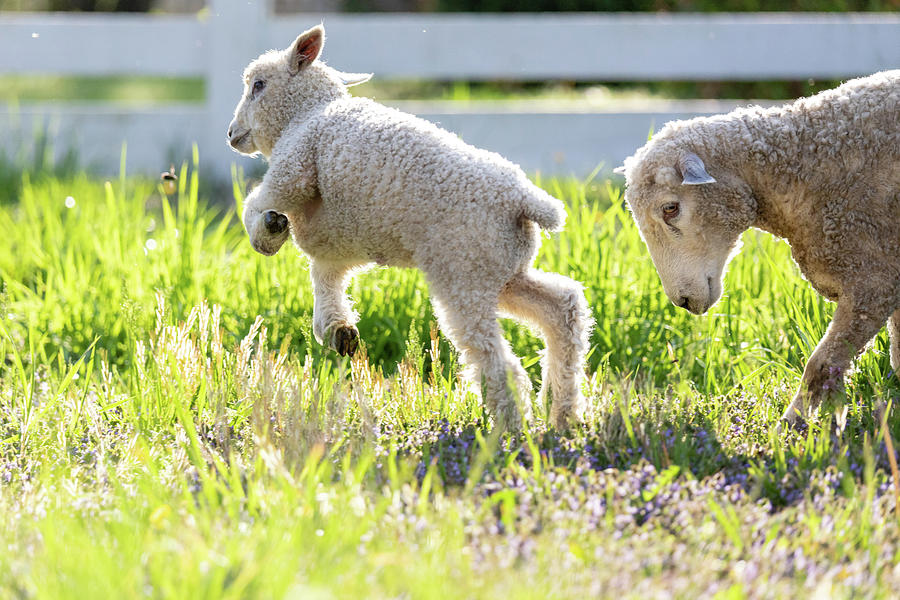 Running and Jumping Lamb and Mother Photograph by Rachel Morrison