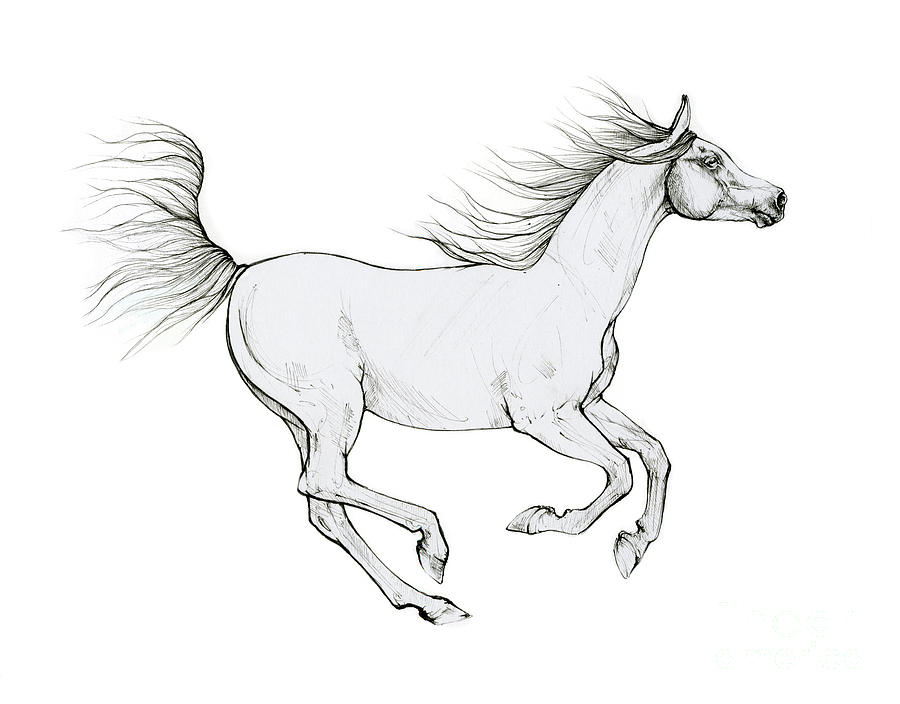 Running arabian horse 2020 10 01 Drawing by Ang El