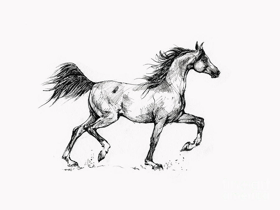 Running Arabian Horse Drawing 1 Drawing by Ang El