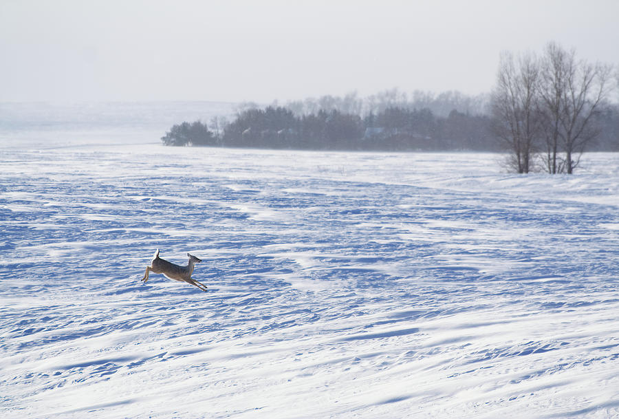 Running Away - lone whitetail deer running in vast snowscape Photograph by Peter Herman