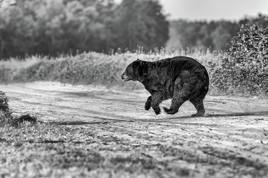 Running Bear Photograph by Fon Denton
