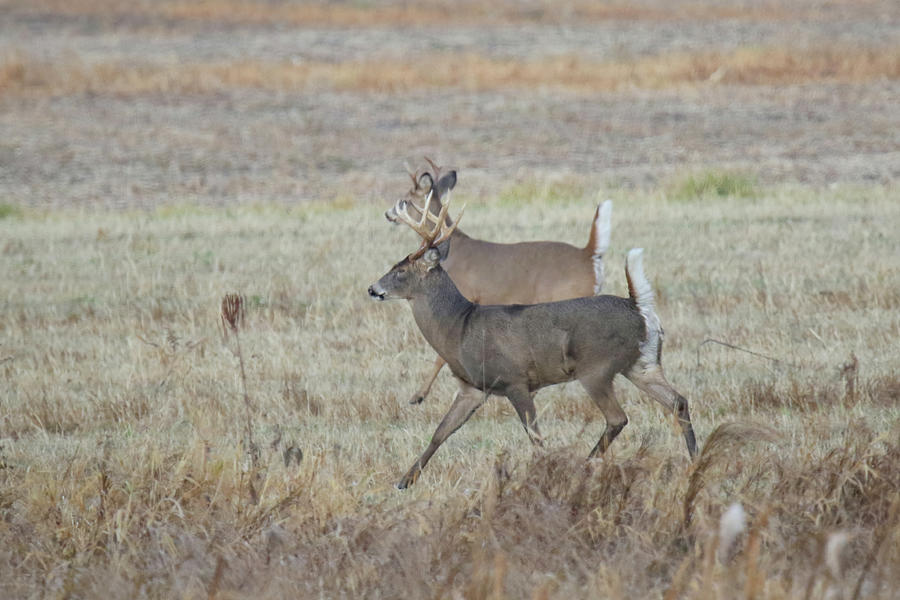 Running Bucks Photograph by Brook Burling - Fine Art America