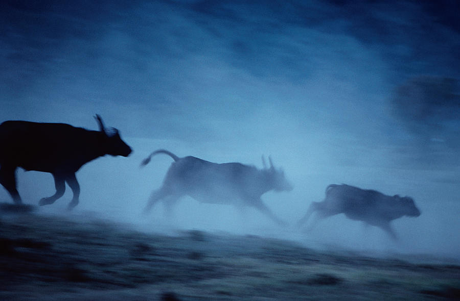 Running Buffalo Photograph by Geoff du Feu