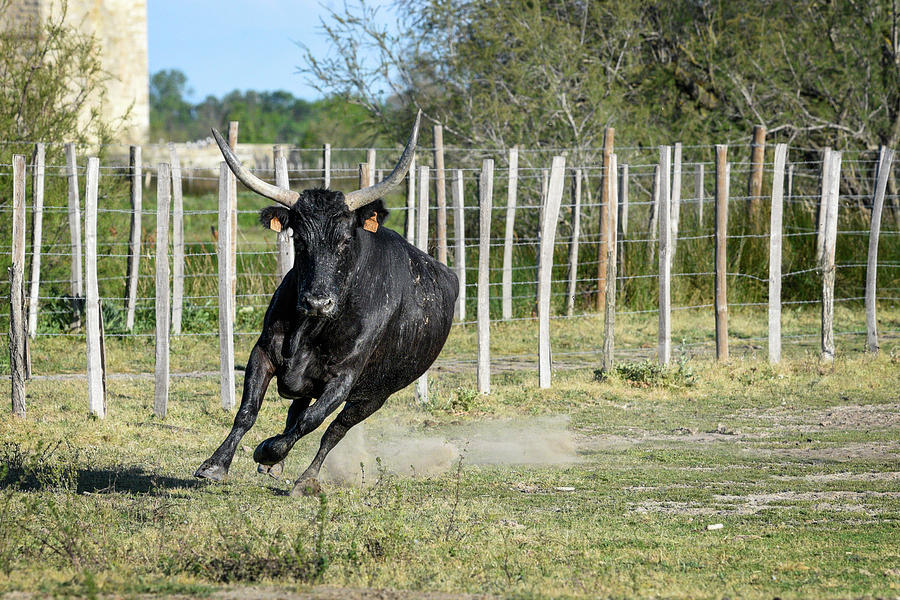 Running bull Photograph by Jean Gill