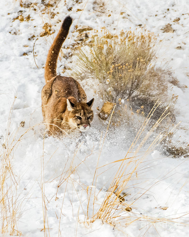 Running Cougar Photograph by Daryl L Hunter - Fine Art America