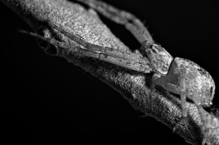 Spider Photograph - Running Crab Spider on a Tree Branch by Angelo DeVal