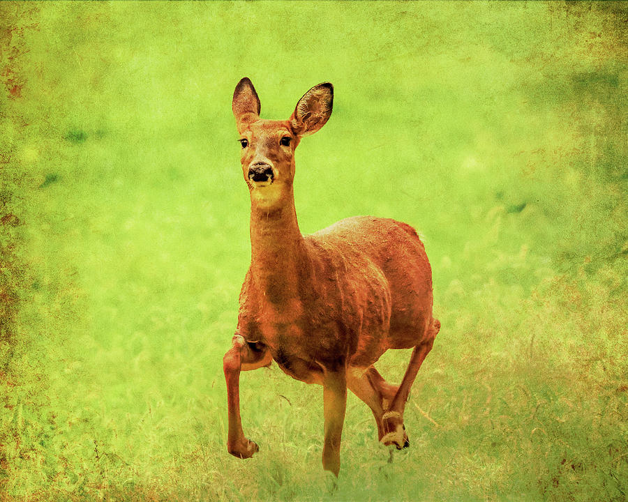 Running Deer Grunge Texture Photograph by Dan Sproul