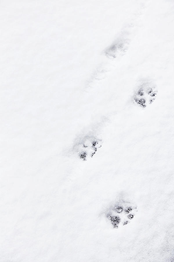 Running Dog Paw Prints in Snow Photograph by Willowpix