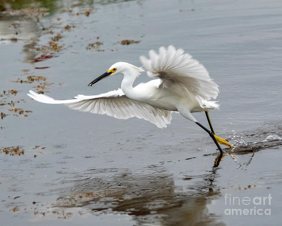 Egret Photograph - Running Egret by Eric Killian Egret Photograph - Running Egret by Eric Killian