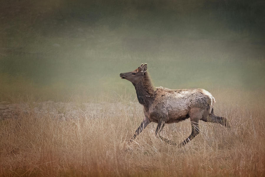Running Elk Yellowstone National Park Photograph by Joan Carroll