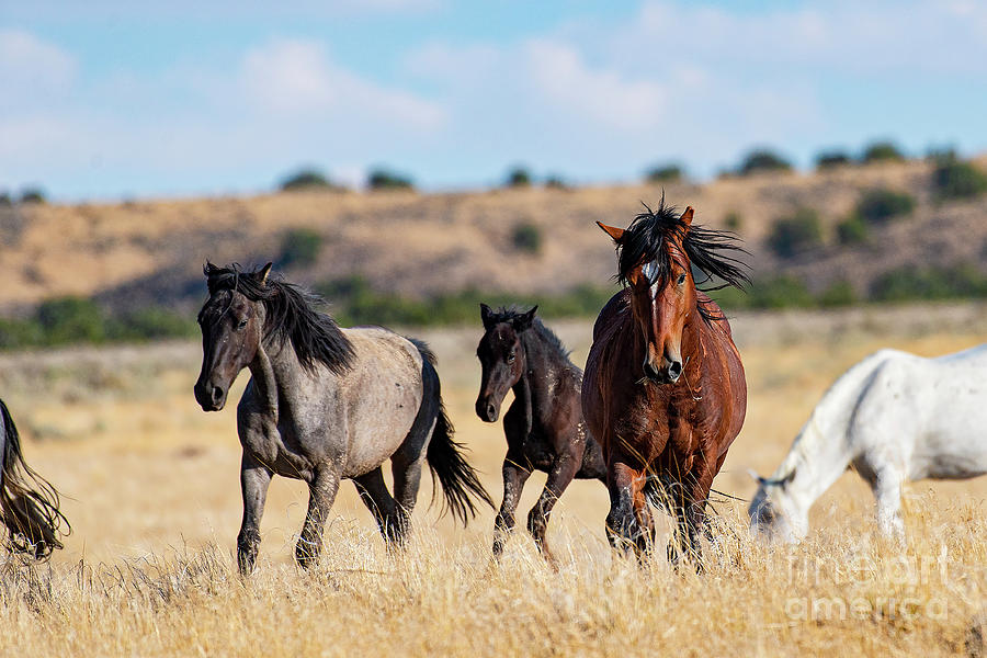 Running for Cover Photograph by A C Kandler | Fine Art America