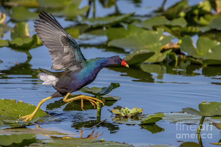 Running Gallinule Photograph by Tom Claud