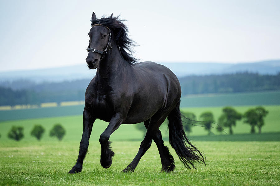Black Horse Wallpaper - Download to your mobile from PHONEKY
