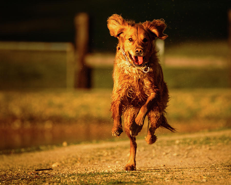 Running Golden Photograph by Mike Lee