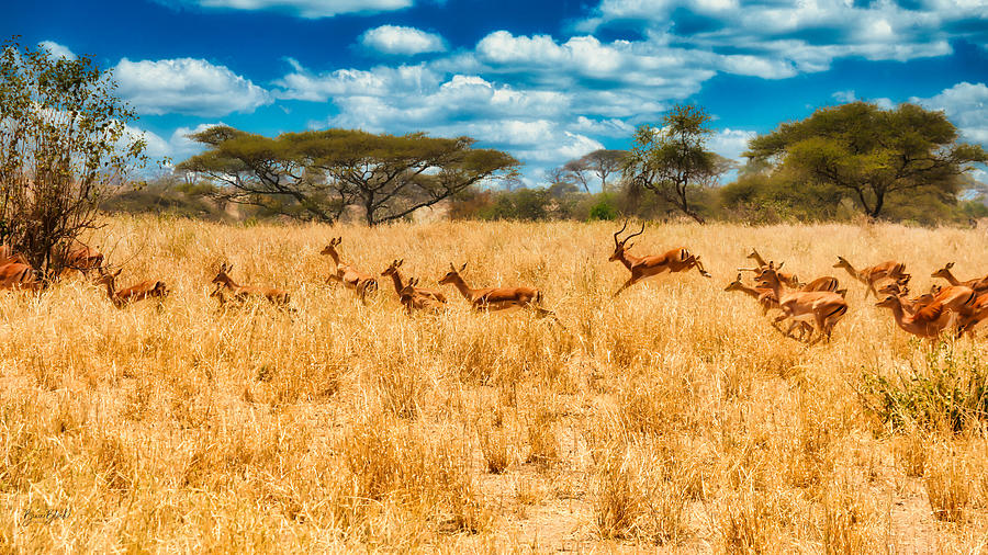 Running Herd of Impala Photograph by Bruce Block