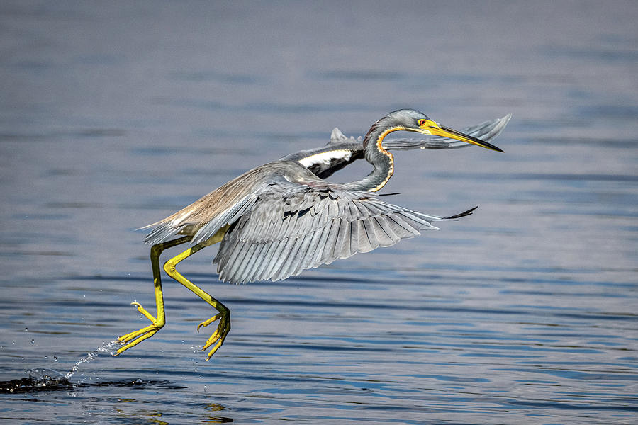Running Heron Photograph by Paul Freidlund