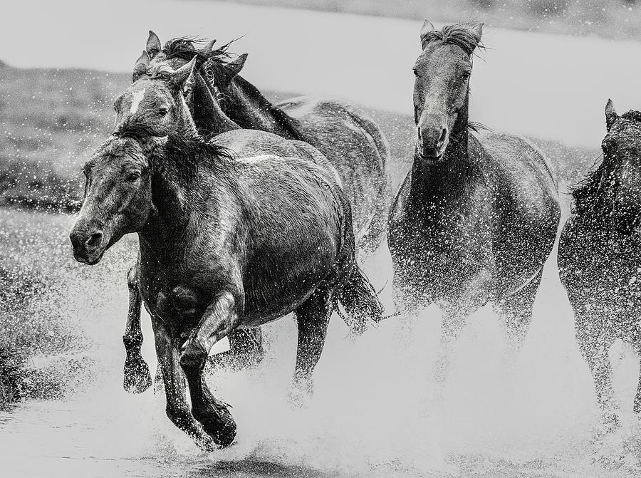 Running horse cross river Photograph by Linwei Fan