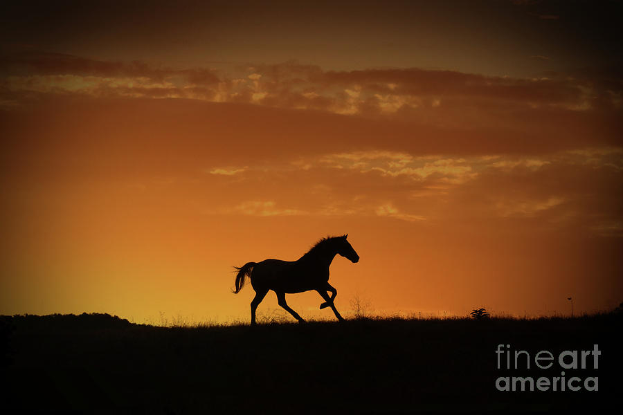 Running Horse in Tangerine Southwestern Sunset Photograph by Stephanie Laird