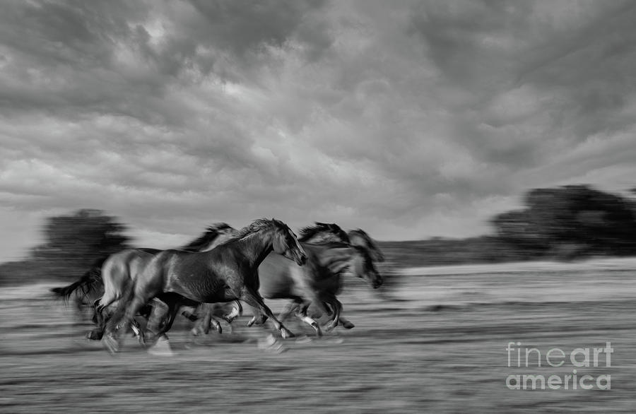 Running Horses  Black White Photograph by Patti Schulze