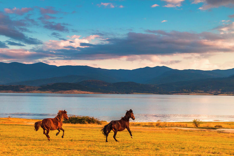 Running Horses Photograph by Evgeni Dinev Running Horses Photograph by Evgeni Dinev