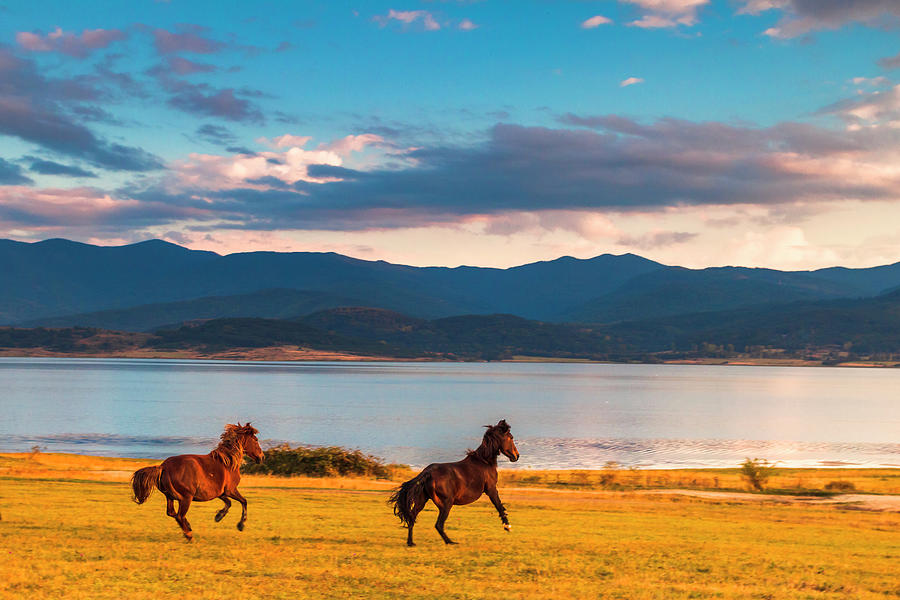 Running Horses Photograph