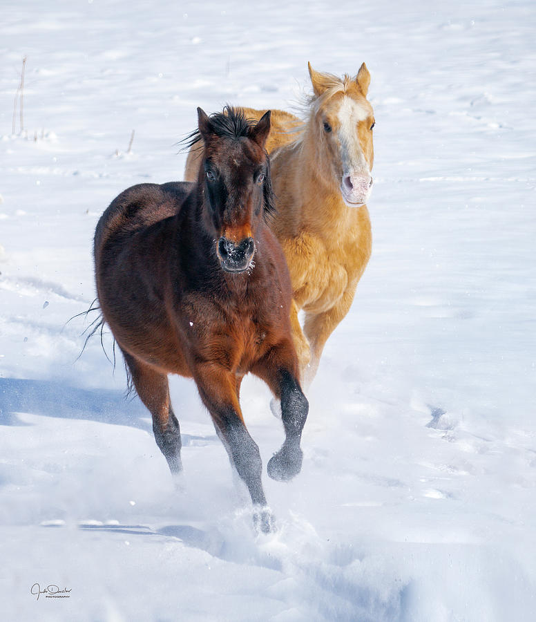 Running Horses in Snow - II Photograph by Judi Dressler