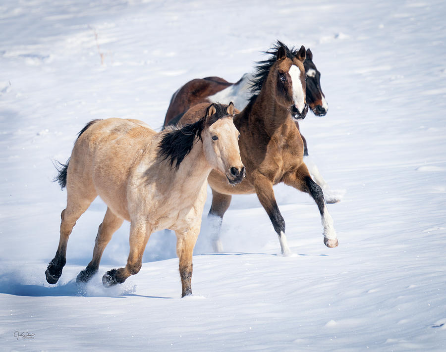 Running Horses In Snow - III Photograph by Judi Dressler
