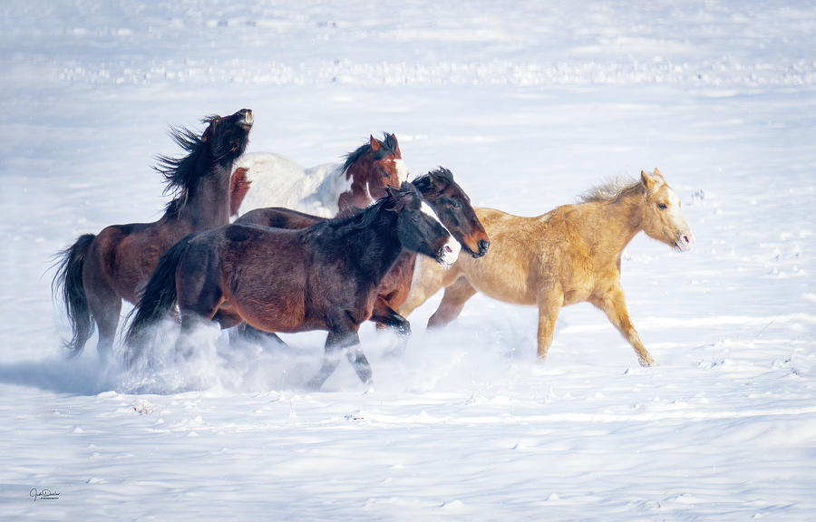 Joyous Running Horses in Snow Photograph by Judi Dressler