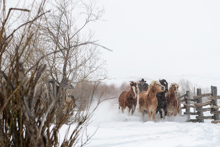 Running in the Snow Photograph by Elin Skov Vaeth