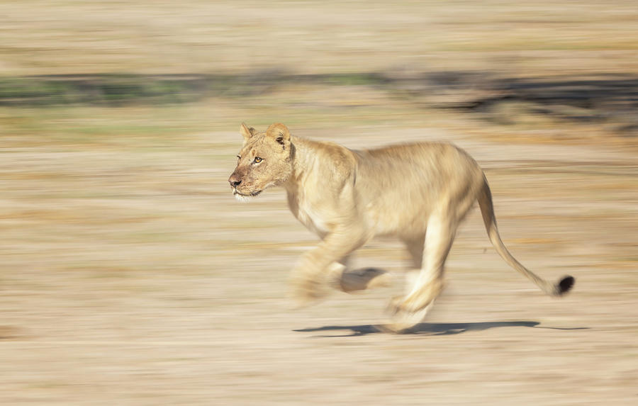 Wildlife Photograph - Running Lion Botswana by Joan Carroll