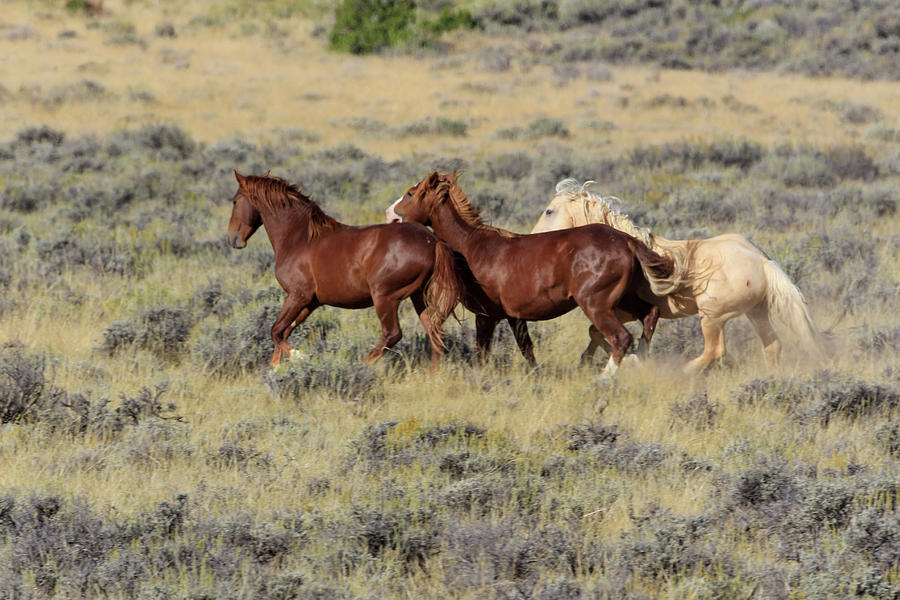 Running Mustangs Photograph by G Garton