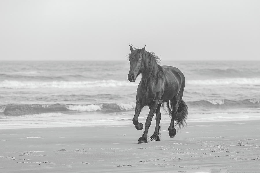 Horse Running on the Beach Photograph Photograph by JBK Photo Art