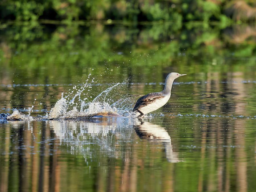 Running on the water. Red-throated loon Photograph by Jouko Lehto