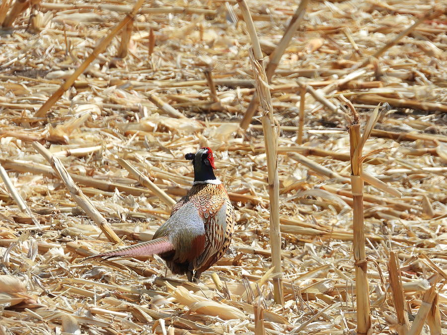 Running Pheasant Photograph by Amanda R Wright