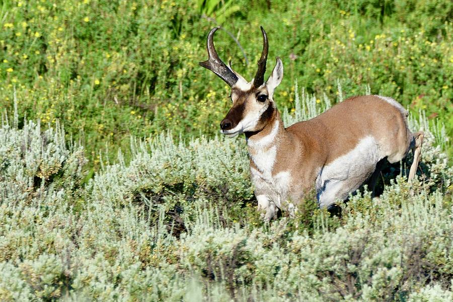 Running Pronghorn Photograph by Jeff Macklin | Pixels