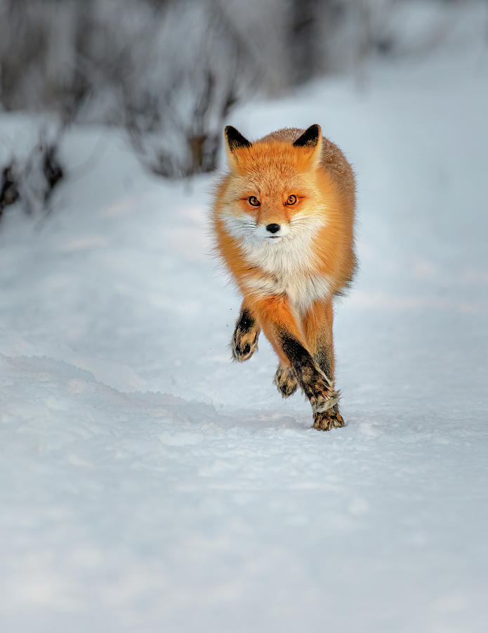 Running Red Fox Photograph by James Capo