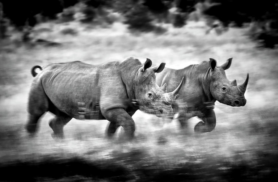 Running Rhinos, South Africa Photograph by Stu Porter