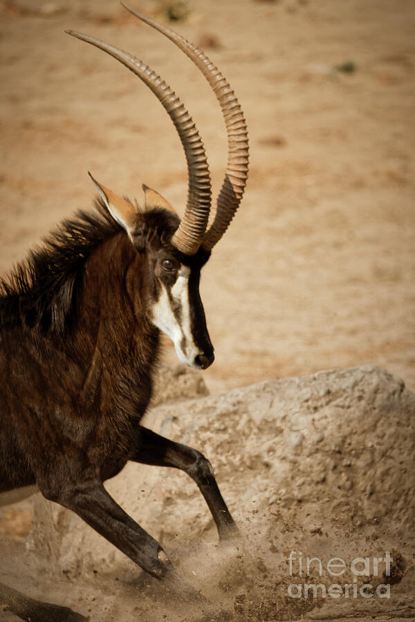 Running Sable Antelope Photograph - Running Sable Antelope by Natural Focal Point Photography