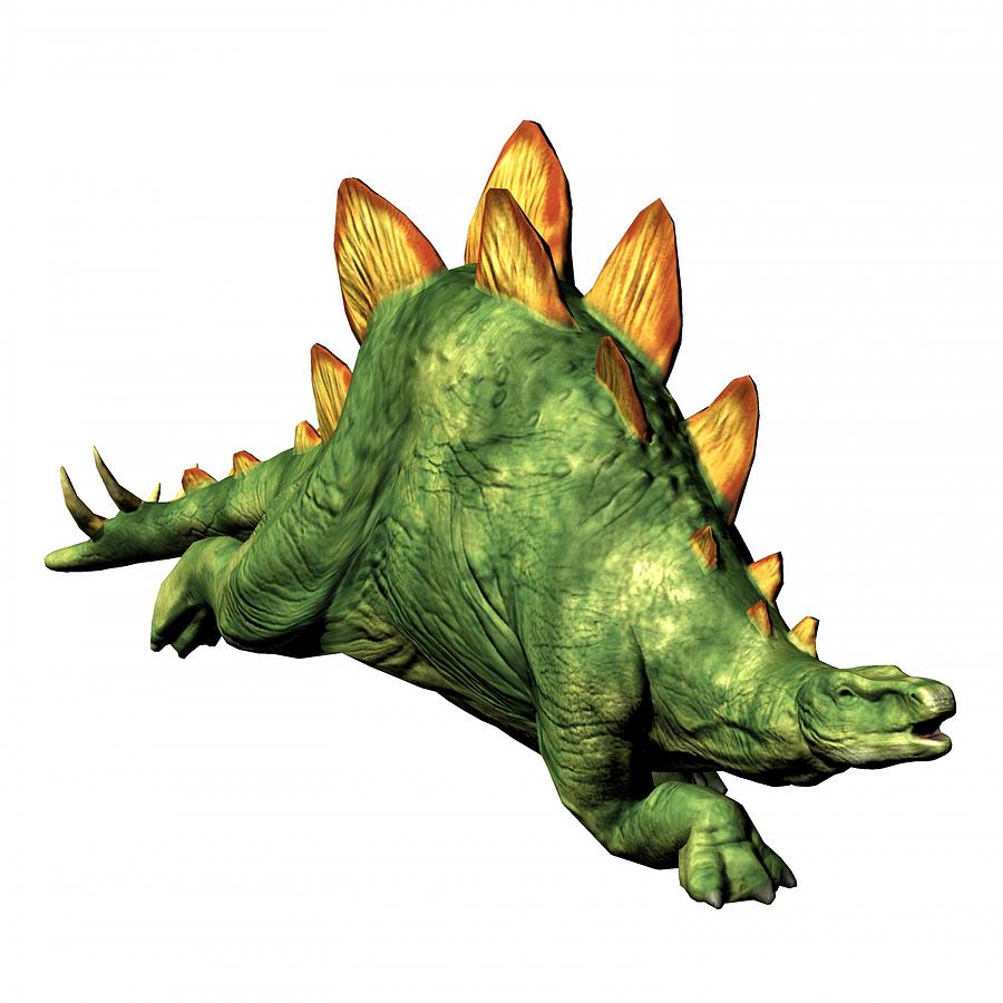 Stegosaurus, Dino Run Wiki