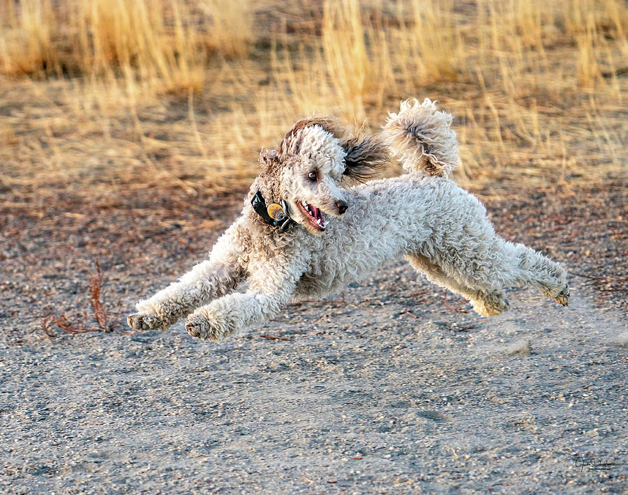 At the Dog Park - Running terrier Photograph by Judi Dressler