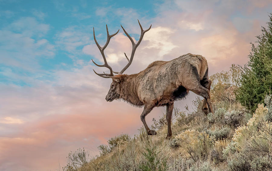 Running the Ridge, Yellowstone Bull Elk Photograph by Marcy Wielfaert