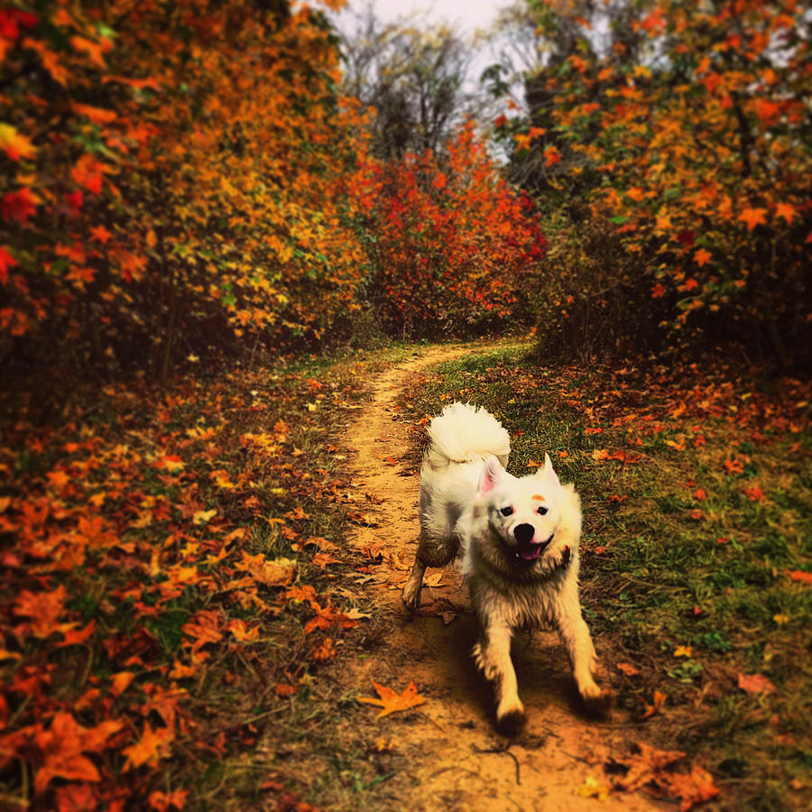 Running through the Fall Photograph by Dana Adkins