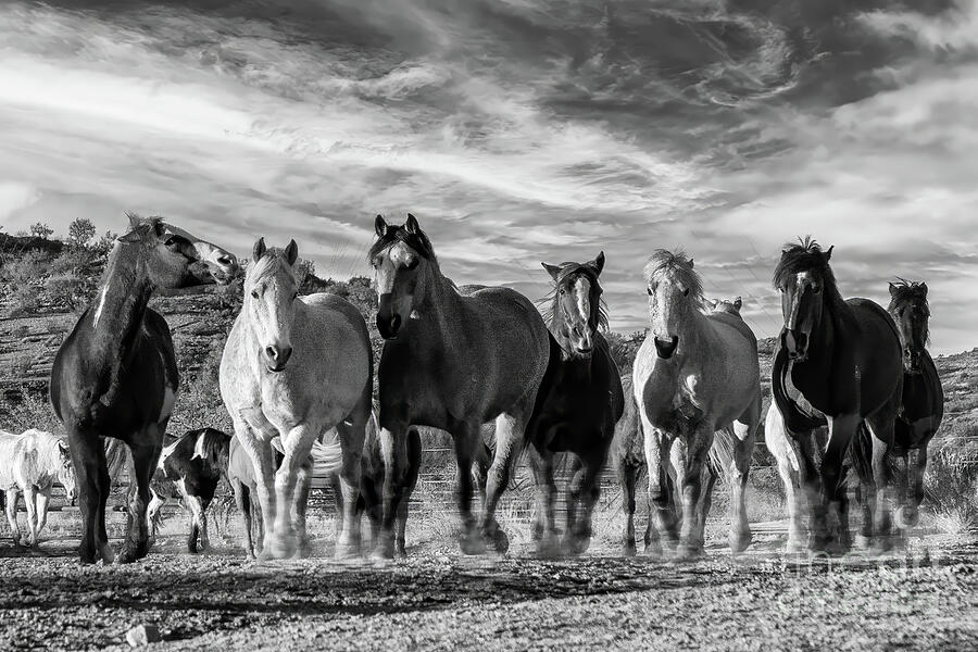 Running to the Corral Photograph by Priscilla Burgers