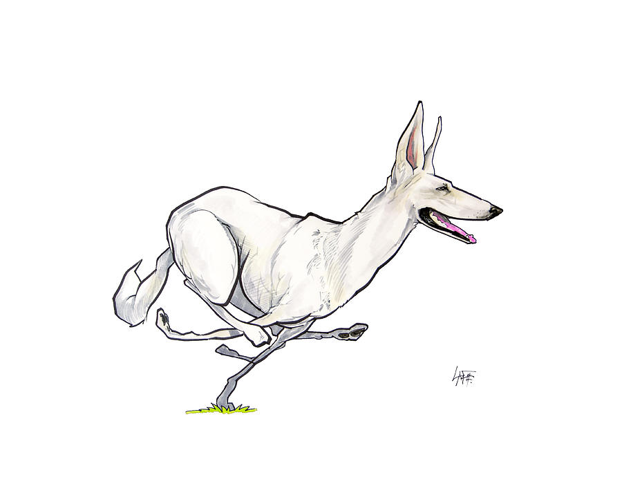 Running White German Shepherd Drawing by John LaFree