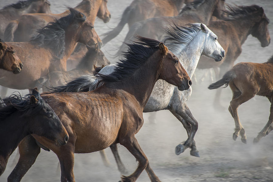 Running wild horses Photograph by Duygu Ordu