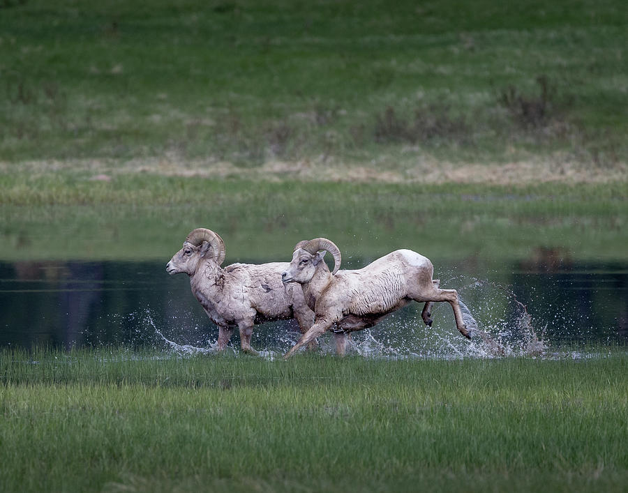 Running Wild Photograph by Jen Manganello