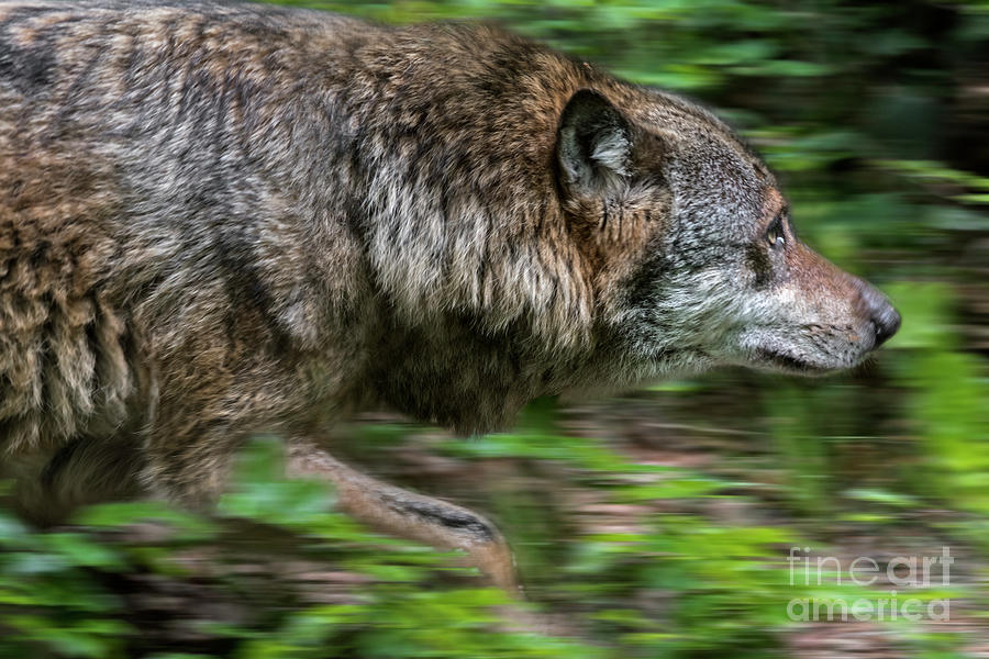 Running Wolf Photograph by Arterra Picture Library