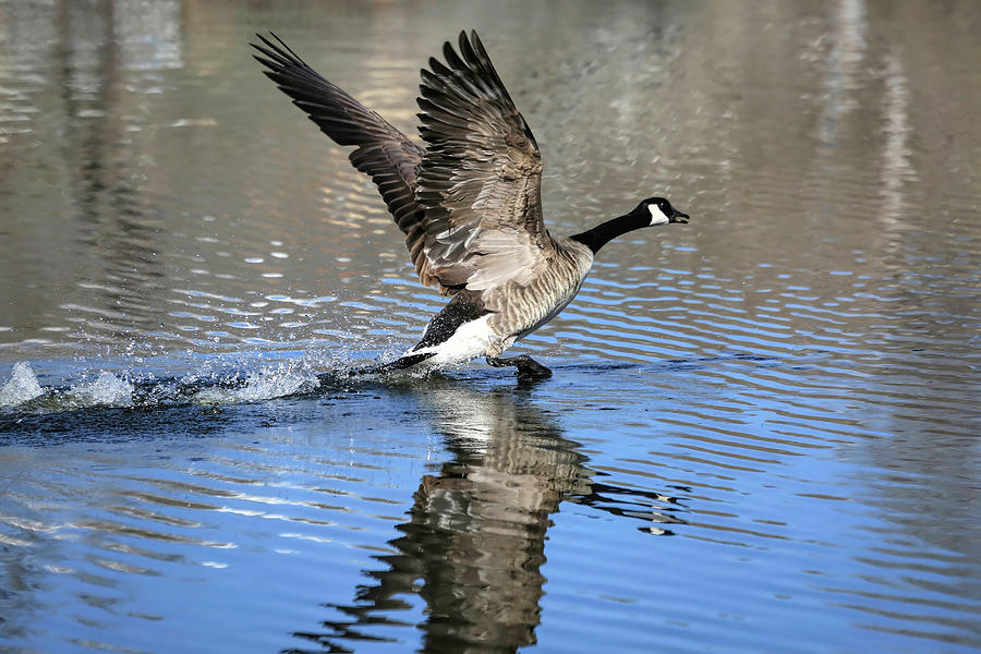 Geese Photograph - Runway Clear For Takeoff by Donna Kennedy